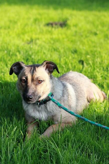 Figa została znaleziona na gruzowisku! Zaufała! Adoptuj!