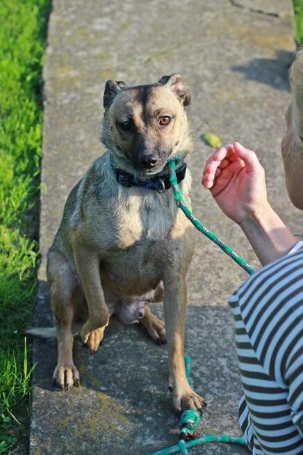 Figa została znaleziona na gruzowisku! Zaufała! Adoptuj!