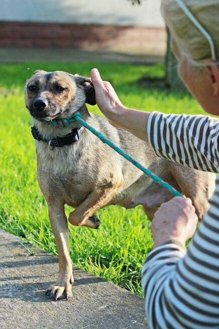 Figa została znaleziona na gruzowisku! Zaufała! Adoptuj!