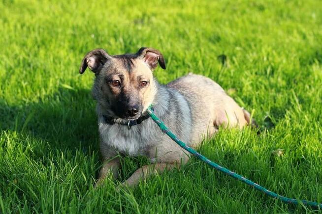 Figa została znaleziona na gruzowisku! Zaufała! Adoptuj!