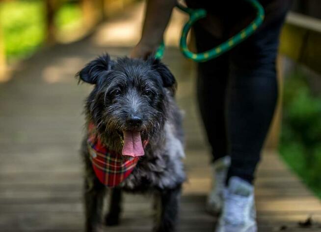 Puzon codziennie prosi o dom! Adoptuj!