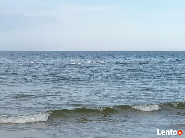 WYPOCZYNEK NAD MORZEM W STEGNIE - MAJ - WRZESIEŃ - WOLNE