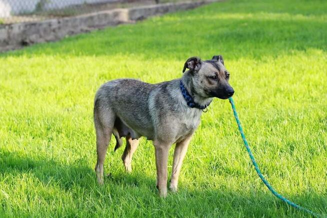 Figa została znaleziona na gruzowisku! Zaufała! Adoptuj!