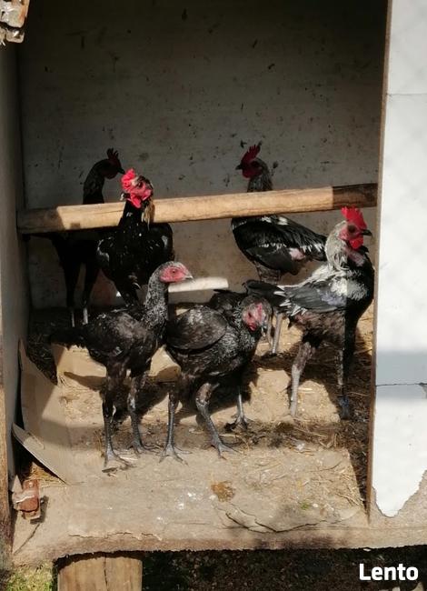 Bojowiec nowoangielski- wiele kolorów kury i koguty