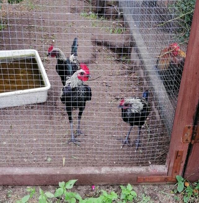 Bojowiec nowoangielski- wiele kolorów kury i koguty