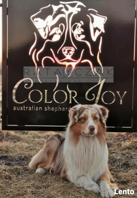 Ogrodzenie wycinane CNC laser nowoczesne, frontowe