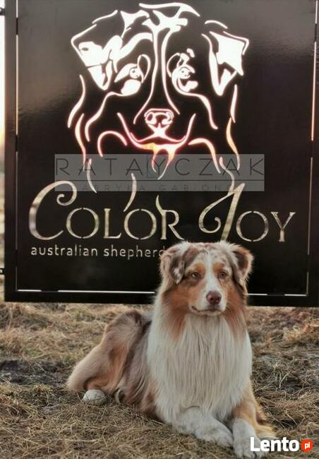 Ogrodzenie wycinane CNC laser nowoczesne, ozdobne