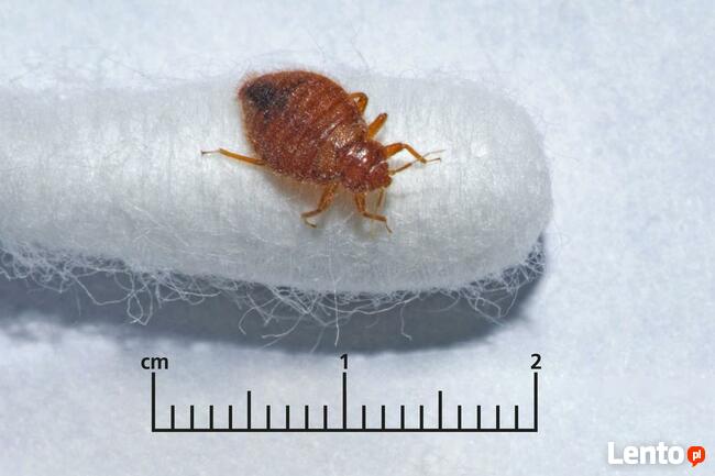 Pluskwy, karaczany inne szkodniki. Likwidacja