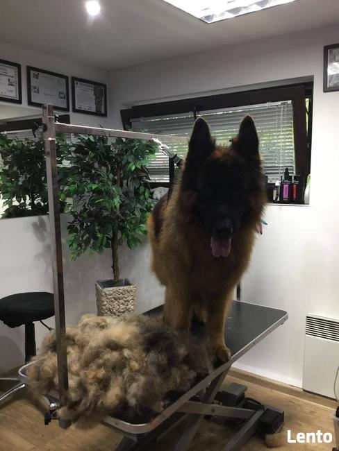 Strzyżenie psów Wieliczka. Salon Urody Psiej. Psi fryzjer