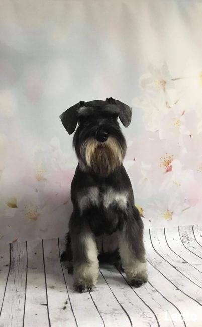 Strzyżenie psów Wieliczka. Salon Urody Psiej. Psi fryzjer