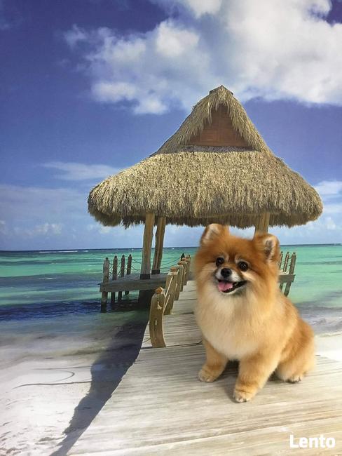 Strzyżenie psów Wieliczka. Salon Urody Psiej. Psi fryzjer