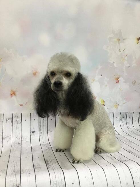 Strzyżenie psów Wieliczka. Salon Urody Psiej. Psi fryzjer