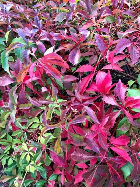 Dzikie wino / winobluszcz pięciolistkowy