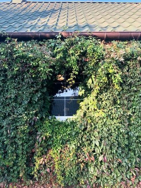 Dzikie wino / winobluszcz pięciolistkowy