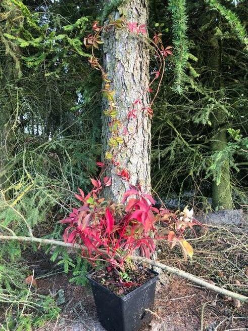 Dzikie wino / winobluszcz pięciolistkowy