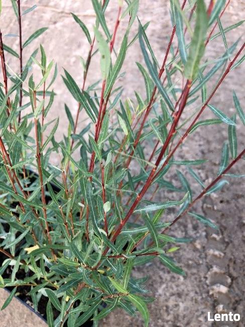Wierzba purpurowa Nana - Salix purpurea nana