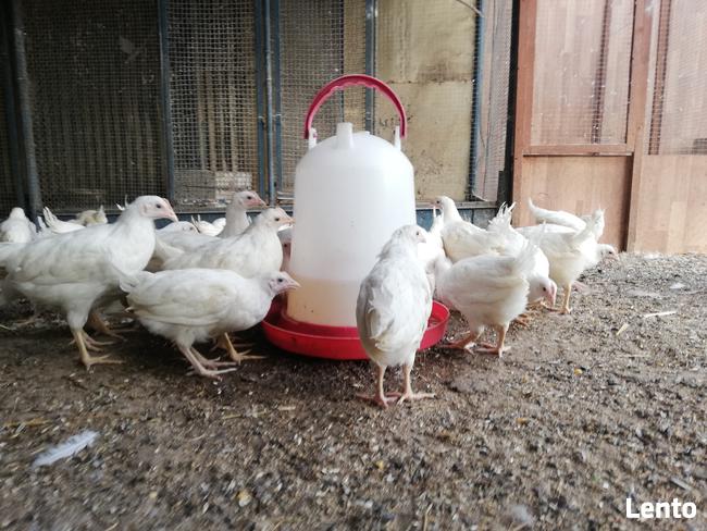 kurki, kury nioski, leghorn, wysyłka cała Polska