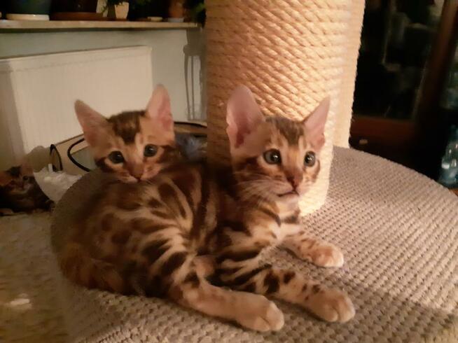 Bengalski kot - są kocięta Hodowla Felicity Cats*PL