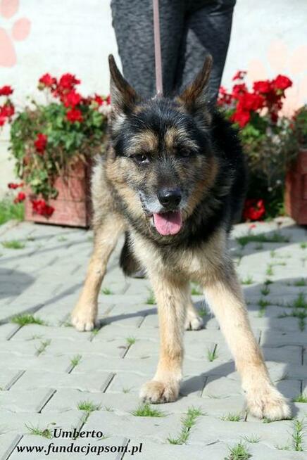 Umberto - dojrzały szorściaczek