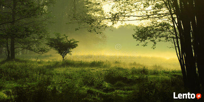 Sprzedam prawie 10 Ha Ziemi z lasem w jednym kawałku