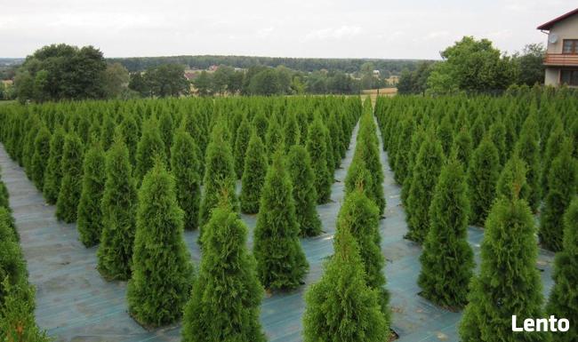 Tuje szmaragd Śląsk wysokie tanio duże 160cm 180cm 200cm