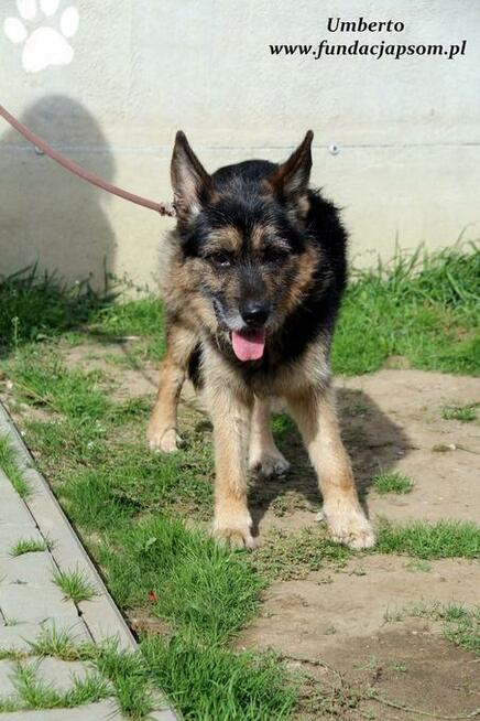 Umberto - dojrzały szorściaczek