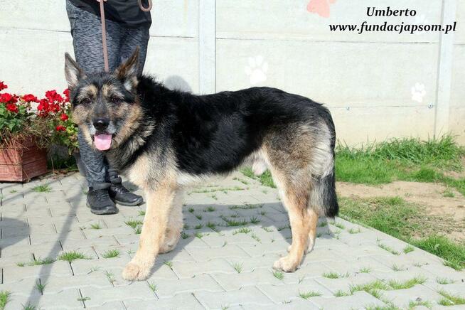 Umberto - dojrzały szorściaczek