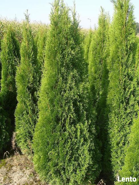 Tuje szmaragd Śląsk wysokie tanio duże 160cm 180cm 200cm
