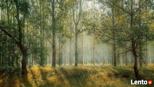 Sprzedam prawie 10 Ha Ziemi z lasem w jednym kawałku