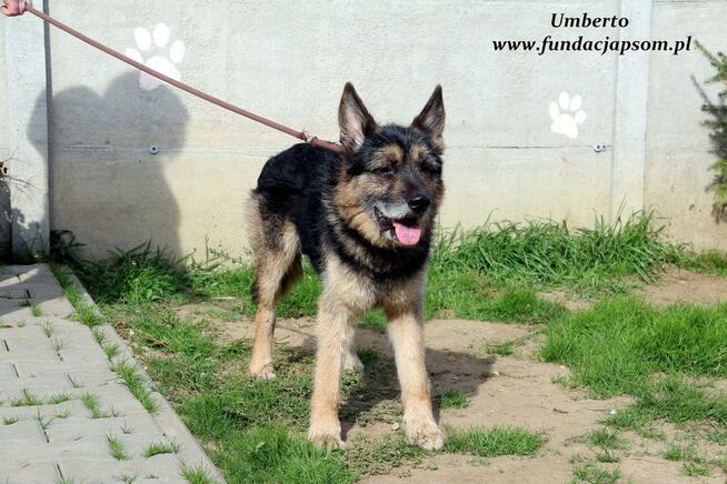 Umberto - dojrzały szorściaczek