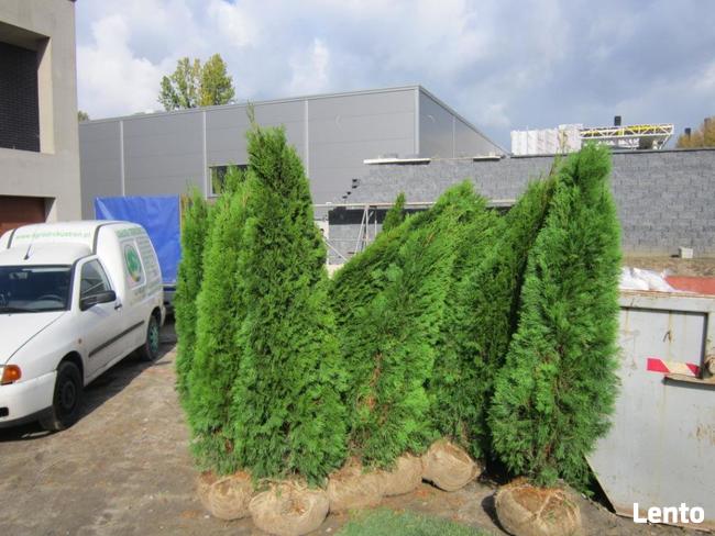 Tuje szmaragd Śląsk wysokie tanio duże 160cm 180cm 200cm