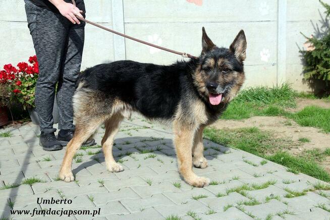 Umberto - dojrzały szorściaczek