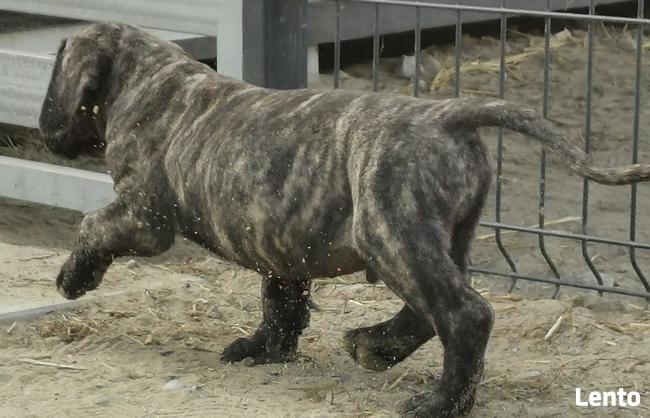 Presa Canario / Dogo Canario