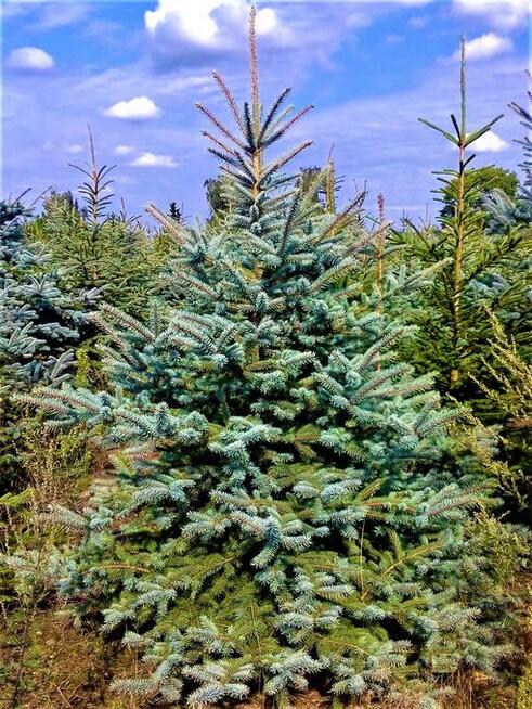 Choinki Świerk zielony srebrny kujący Żywa Choinka na pniu