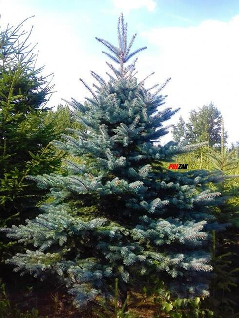 Choinki Świerk zielony srebrny kujący Żywa Choinka na pniu