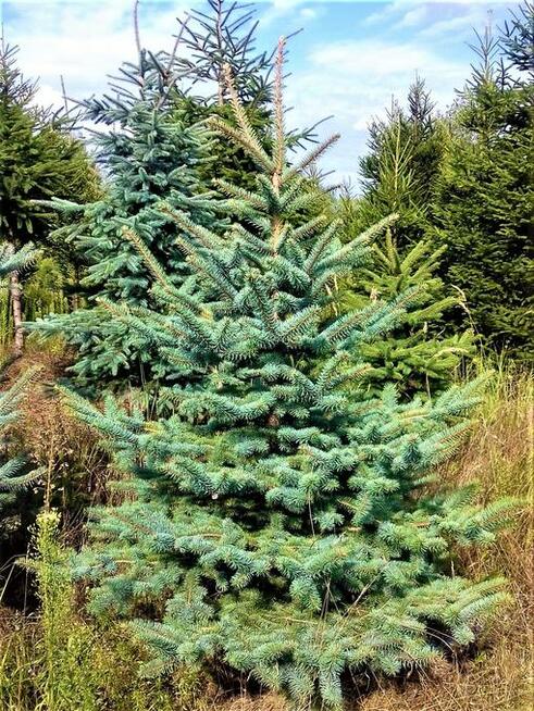 Choinki Świerk zielony srebrny kujący Żywa Choinka na pniu