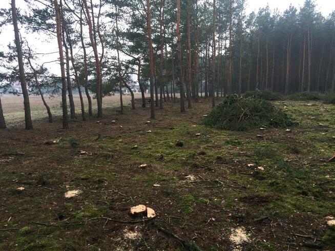 Zielonka Przyłęki działka z własnym lasem !!!