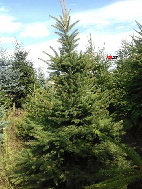 Choinki Świerk zielony srebrny kujący Żywa Choinka na pniu