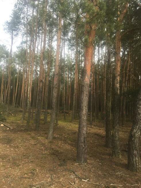 Zielonka Przyłęki działka z własnym lasem !!!