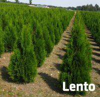 Tuje Katowice ,Gliwice ,Zabrze ,Ruda Śląska - dostawa Gratis