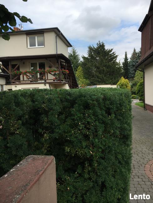 Koszenie Karczowanie Frezowanie Podcinanie Wycinka trawnik