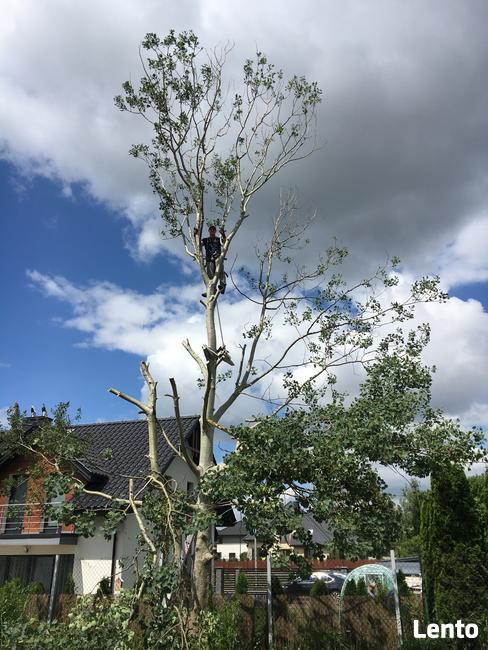 Koszenie Karczowanie Frezowanie Podcinanie Wycinka trawnik