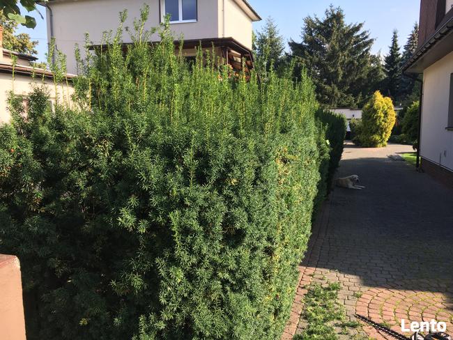 Koszenie Karczowanie Frezowanie Podcinanie Wycinka trawnik