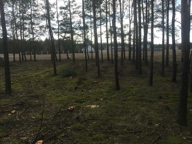 Zielonka Przyłęki działka z własnym lasem !!!