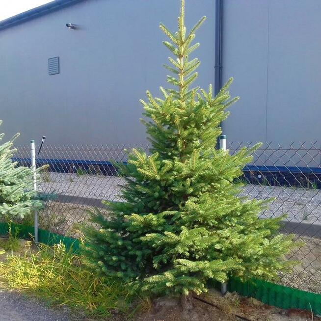 Choinki Świerk zielony srebrny kujący Żywa Choinka na pniu