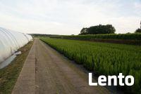 Tuje Katowice ,Gliwice ,Zabrze ,Ruda Śląska - dostawa Gratis