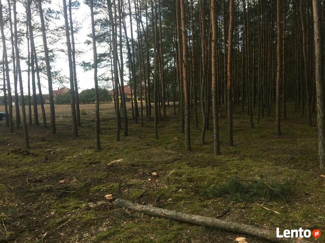 Zielonka Przyłęki działka z własnym lasem !!!