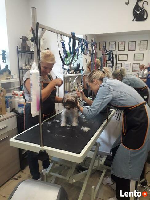 KURS GROOMINGU-STRZYŻENIE PSÓW ZAPRASZAMY SALON HAU-MIAŁ