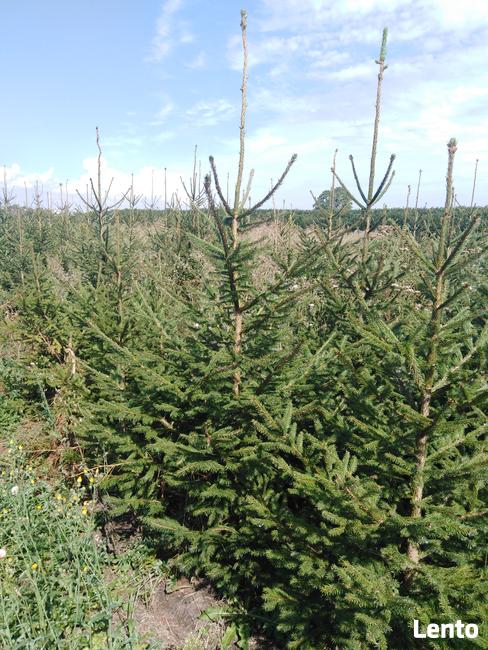 Świerk popolity na choinki