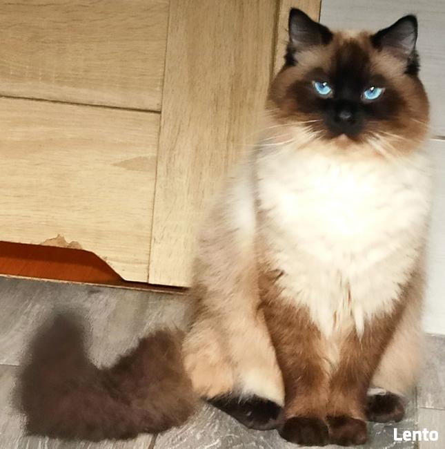 Ragdoll reproduktor